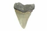 Serrated, Juvenile Megalodon Tooth - North Carolina #355748-1